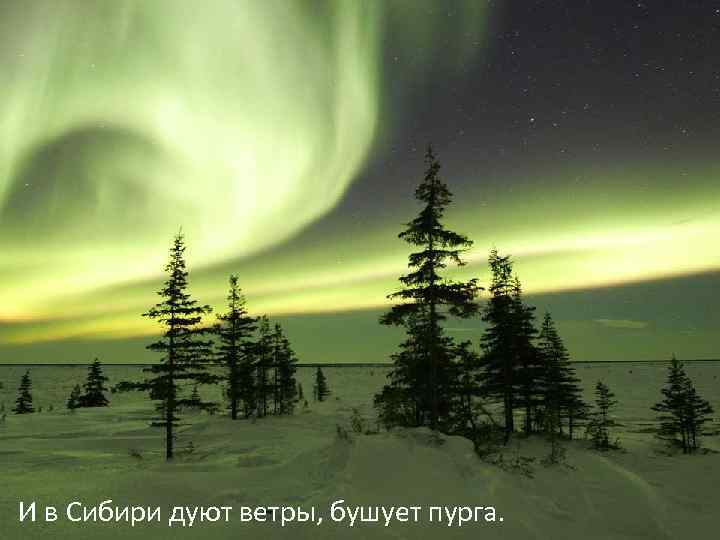И в Сибири дуют ветры, бушует пурга. 