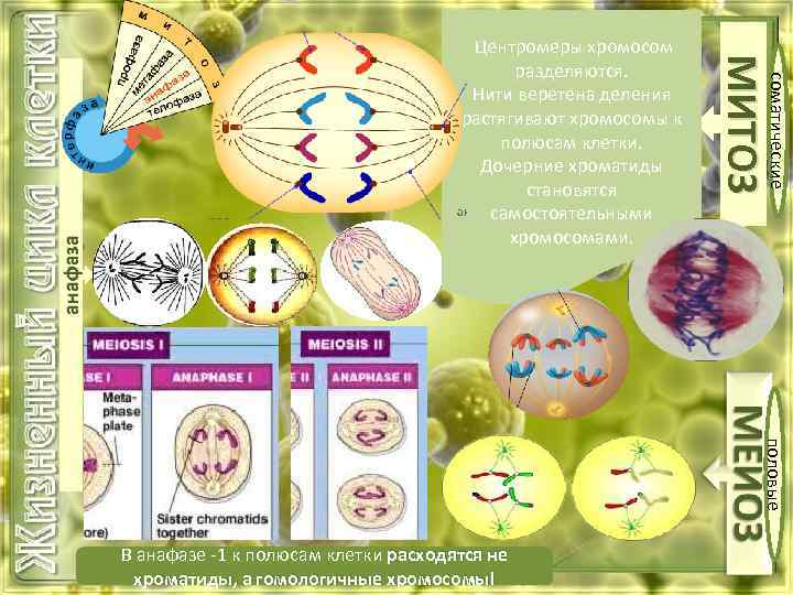 Расхождение хроматид хромосом к полюсам клетки