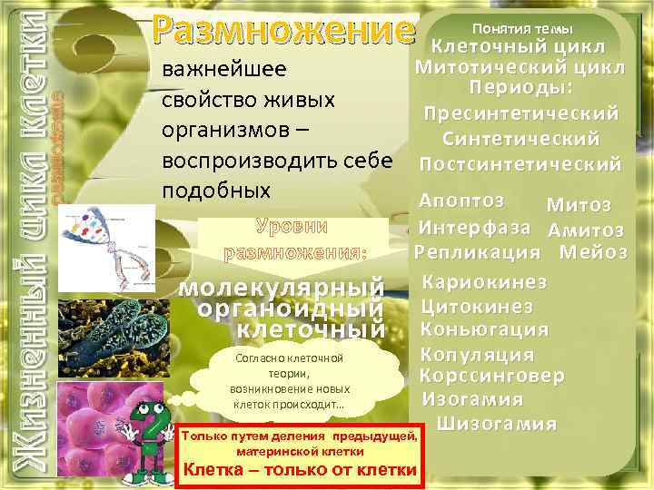 Размножение термин. Термины по размножению биология. Уровни размножения. Термин размножение в биологии.