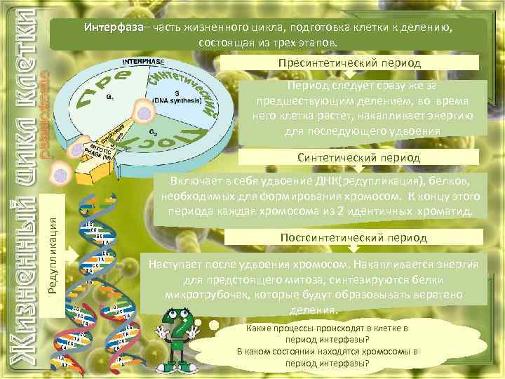 Подготовка цикла. Интерфаза подготовка клетки к делению. Период подготовки клетки к делению. Жизненный цикл клетки подготовка клетки к делению. В период подготовки клетки к делению происходит.