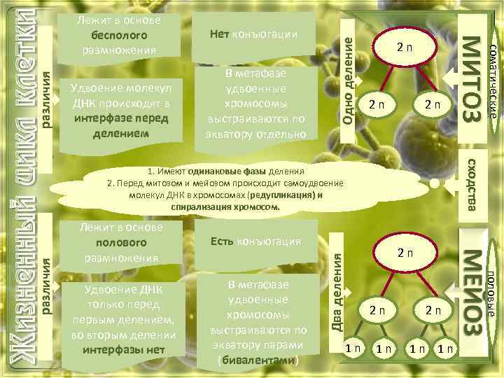 Одно деление различия В метафазе удвоенные хромосомы выстраиваются по экватору отдельно 2 n 2