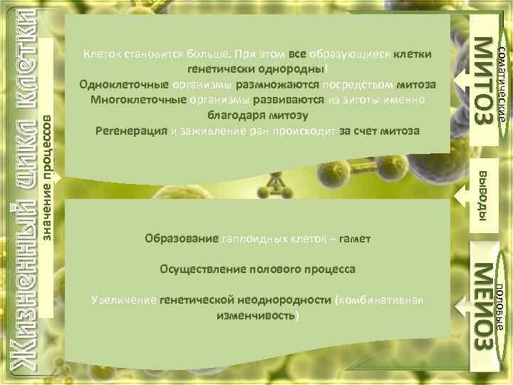 выводы значение процессов соматические МИТОЗ Клеток становится больше. При этом все образующиеся клетки однородны