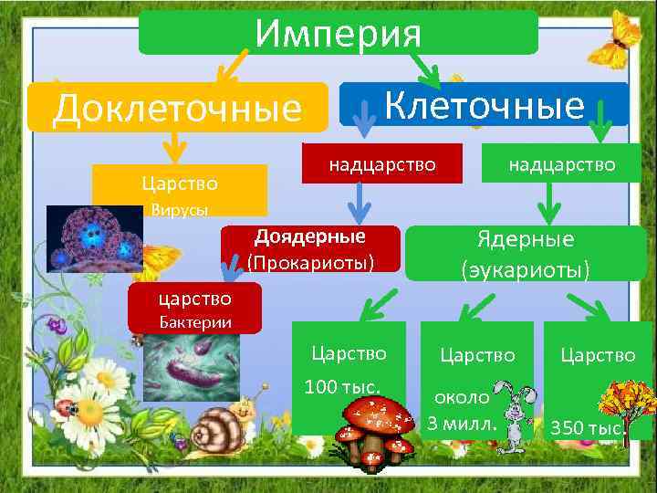 Доядерные организмы 5 класс биология определение кратко