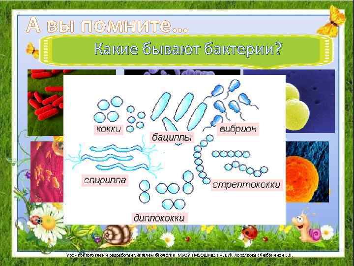 А вы помните… Какие бывают бактерии? Урок приготовлен и разработан учителем биологии МБОУ «МСОШ№
