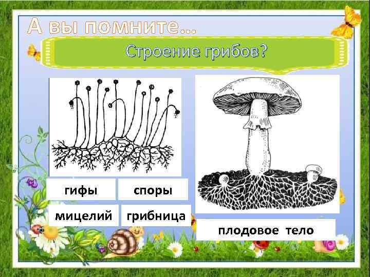 А вы помните… Строение грибов? гифы споры мицелий грибница плодовое тело 