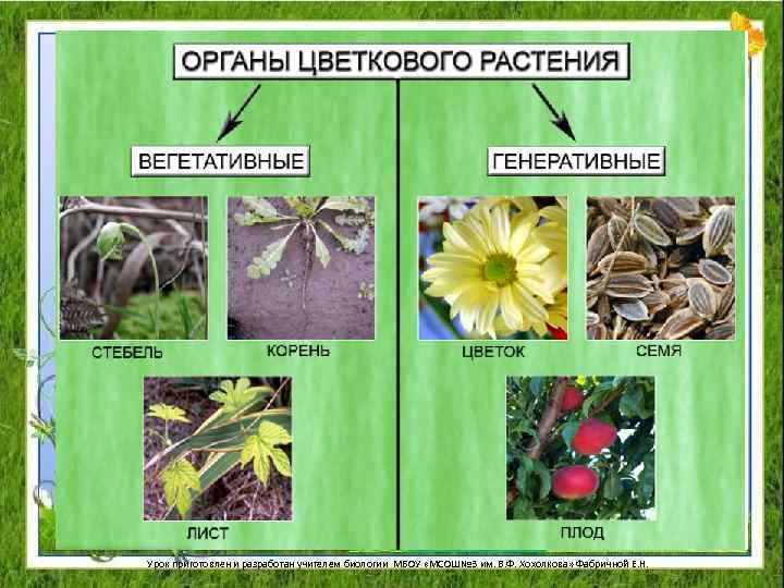Какие органы цветкового асте растения вы знаете? Урок приготовлен и разработан учителем биологии МБОУ