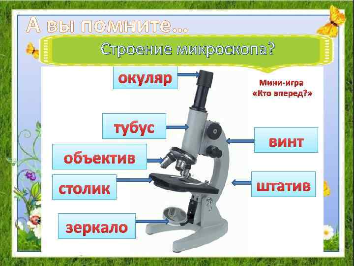 А вы помните… Строение микроскопа? окуляр тубус объектив столик зеркало Мини-игра «Кто вперед? »