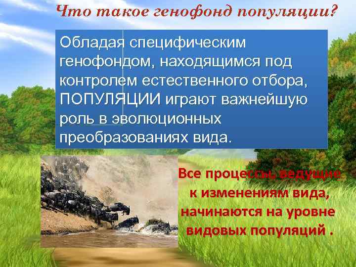 Что такое генофонд популяции? Обладая специфическим генофондом, находящимся под контролем естественного отбора, ПОПУЛЯЦИИ играют