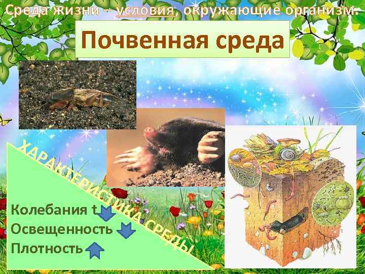 Условия жизни организмов в почвенной среде