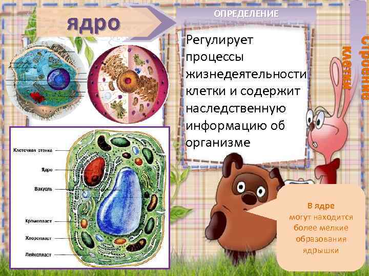 Регулирует процессы жизнедеятельности клетки и содержит наследственную информацию об организме Строение клетки ядро ОПРЕДЕЛЕНИЕ