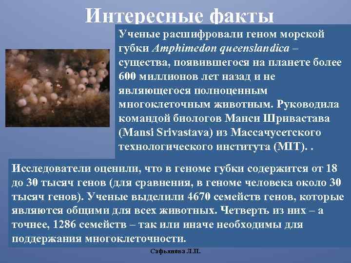 Интересные факты Ученые расшифровали геном морской губки Amphimedon queenslandica – существа, появившегося на планете