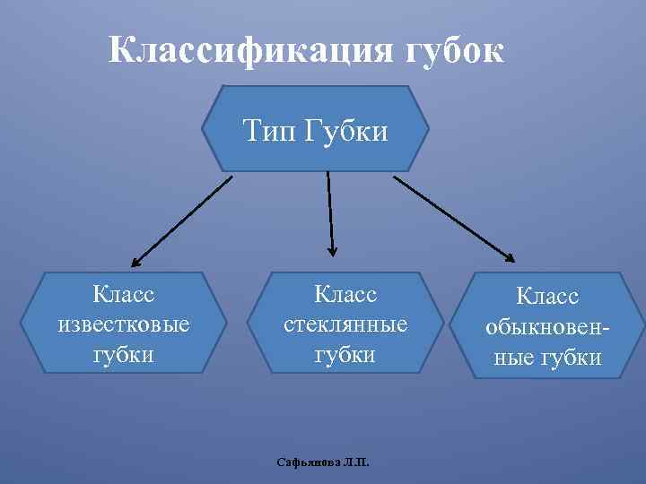 Классификация губок Тип Губки Класс известковые губки Класс стеклянные губки Сафьянова Л. П. Класс