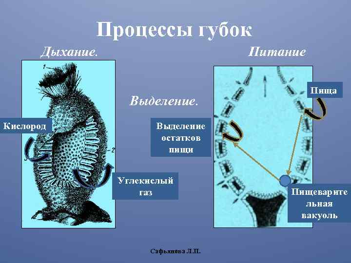 Питание выделение. Строение губки. Процессы жизнедеятельности губок. Тип питания губок. Дыхание губок.