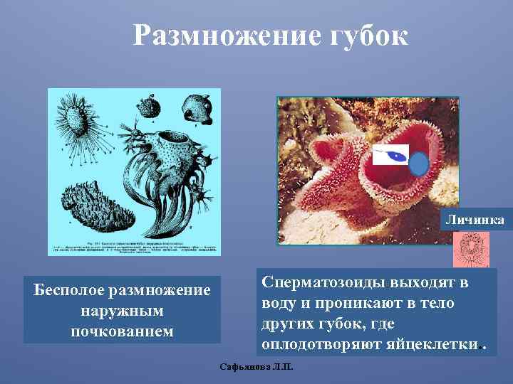 Размножение губок Личинка Бесполое размножение наружным почкованием Сперматозоиды выходят в воду и проникают в