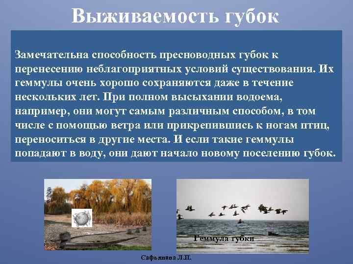 Перенесение неблагоприятных сезонных условий. Геммулы губок. маленький рассказ о пи перенесение неблагоприятных условий.