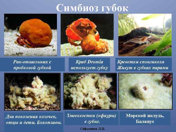 Симбиоз губок Рак-отшельник с пробковой губкой Два поколения козочек, отцы и дети. Бокоплавы. Краб