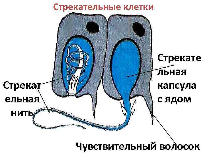 Стрекательные клетки Стрекат ельная нить Стрекате льная капсула с ядом Чувствительный волосок 