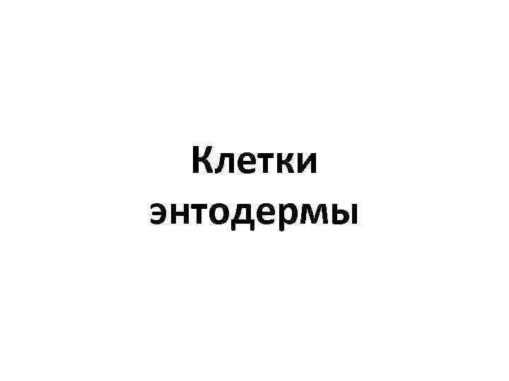 Клетки энтодермы 