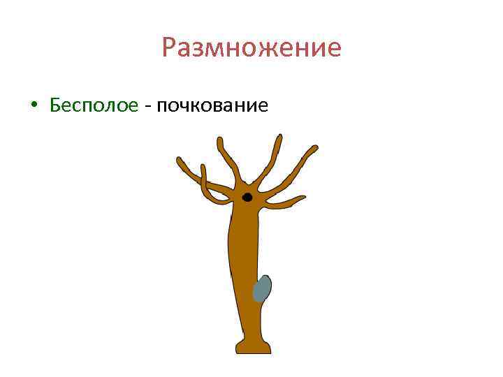 Размножение • Бесполое - почкование 
