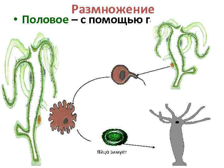 Размножение • Половое – с помощью гамет Яйцо зимует 