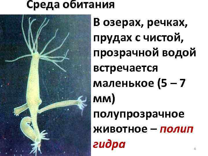 Среда обитания В озерах, речках, прудах с чистой, прозрачной водой встречается маленькое (5 –