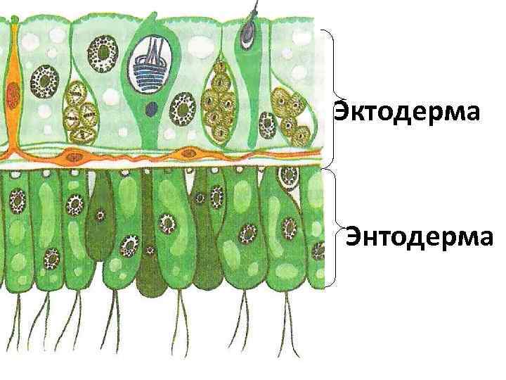 Эктодерма Энтодерма 