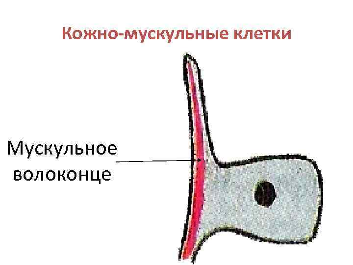 Кожно-мускульные клетки Мускульное волоконце 