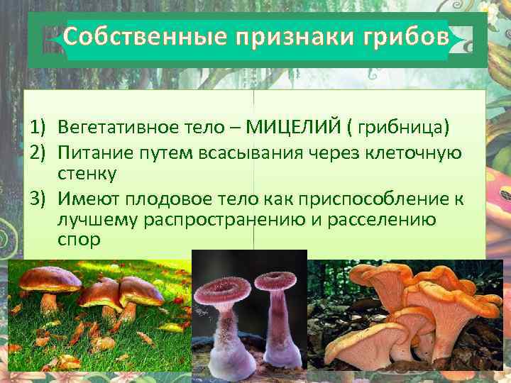 Для грибов характерен рост. Собственные признаки грибов. Грибы основные признаки. Вегетативное тело гриба. Строение вегетативного тела грибов.