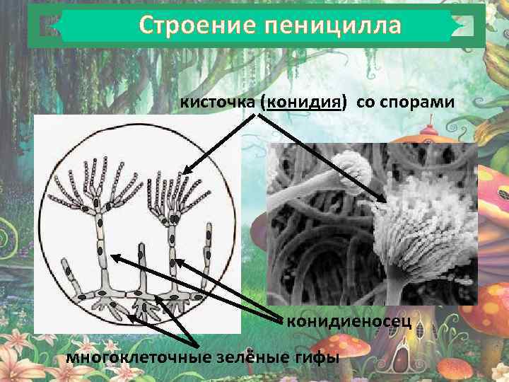 К продуцентам биоценозов относят гриб пеницилл. Строение пеницилла конидии. Размножение пеницилла. Пеницилл размножается спорами. Споры пеницилла.