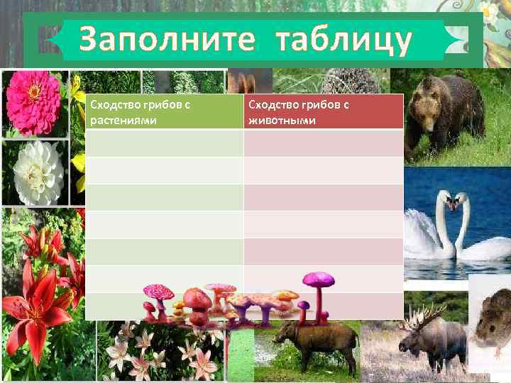 Сходством грибов с растениями является. Грибы и растения сходства. Сходство грибов с растениями. Сходство грибов с растениями и животными. Сходство с растениями сходство с животными.