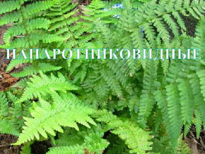 К какому отделу растений мы можем отнести этих представителей? Адиантум ПАПАРОТНИКОВИДНЫЕ Сальвиния плавающая Платицериум