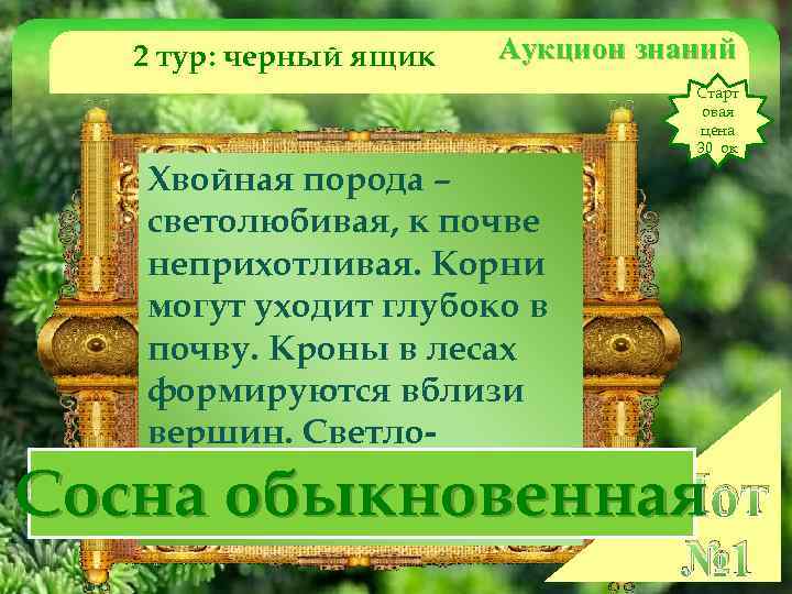 2 тур: черный ящик Аукцион знаний Старт овая цена 30 ок Хвойная порода –