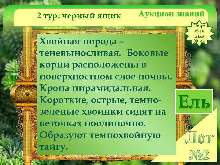 2 тур: черный ящик Аукцион знаний Хвойная порода – теневыносливая. Боковые корни расположены в