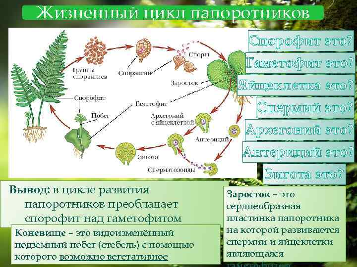 Сравните функции гаметофита. Жизненный цикл папоротника орляка. Гаметофит спорового растения. Жизненный цикл папоротника гаметофит. Цикл развития папоротника спорофит и гаметофит.