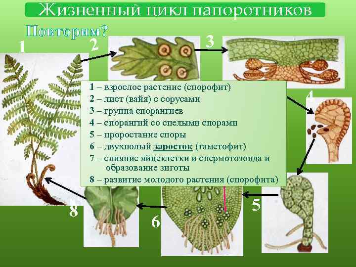 Развитие спорангиев на листьях