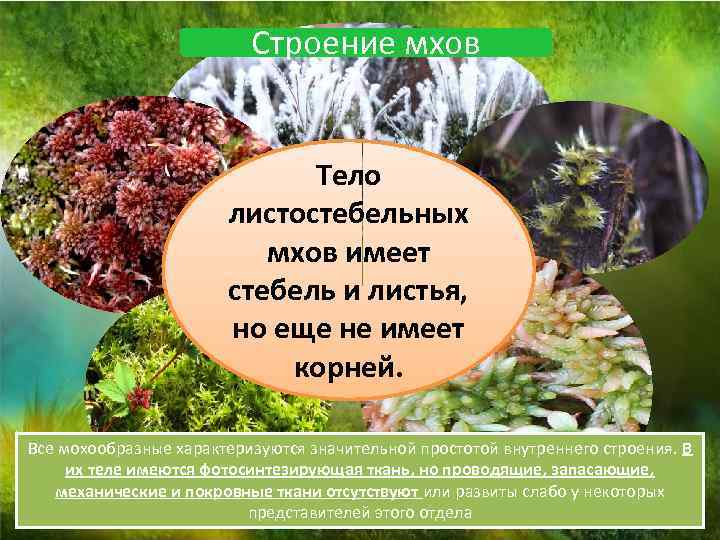 Строение мхов Тело листостебельных мхов имеет стебель и листья, но еще не имеет корней.