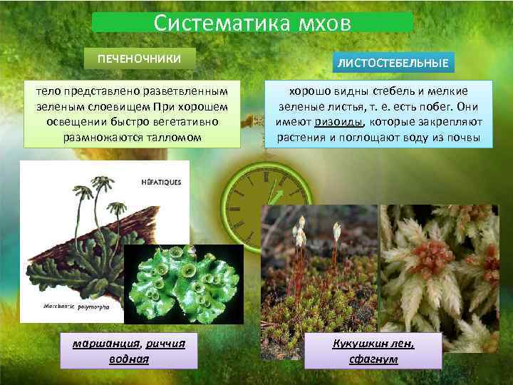 Систематика мхов ПЕЧЕНОЧНИКИ тело представлено разветвленным зеленым слоевищем При хорошем освещении быстро вегетативно размножаются