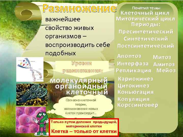 Размножение Понятия темы Клеточный цикл Митотический цикл важнейшее Периоды: свойство живых Пресинтетический организмов –
