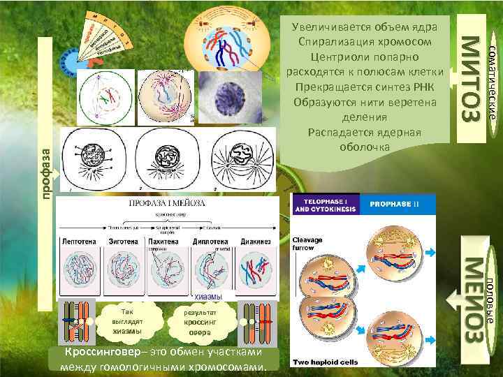 профаза кроссинг овера Кроссинговер– это обмен участками между гомологичными хромосомами. половые хиазмы результат соматические