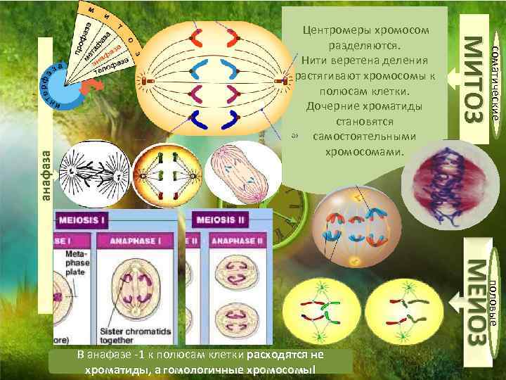 анафаза соматические МИТОЗ Центромеры хромосом разделяются. Нити веретена деления растягивают хромосомы к полюсам клетки.