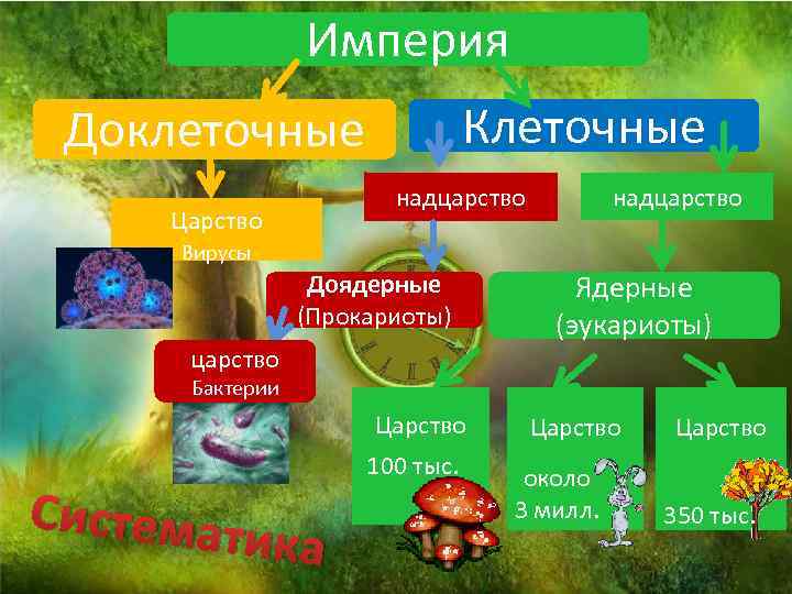 Империя Клеточные Доклеточные надцарство Царство надцарство Вирусы Доядерные (Прокариоты) царство Ядерные (эукариоты) Бактерии Царство