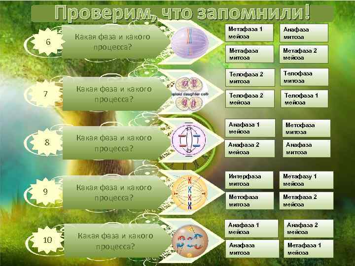 Проверим, что запомнили! 6 7 8 9 10 Какая фаза и какого процесса? Какая