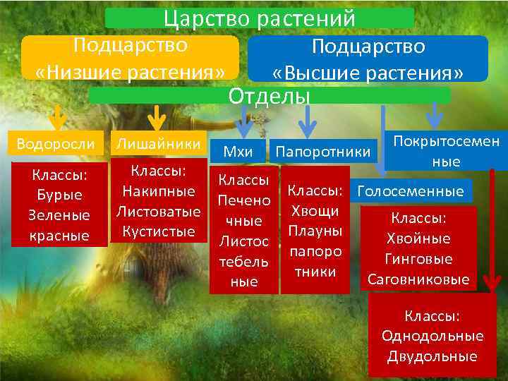 Схема царство подцарство и тд