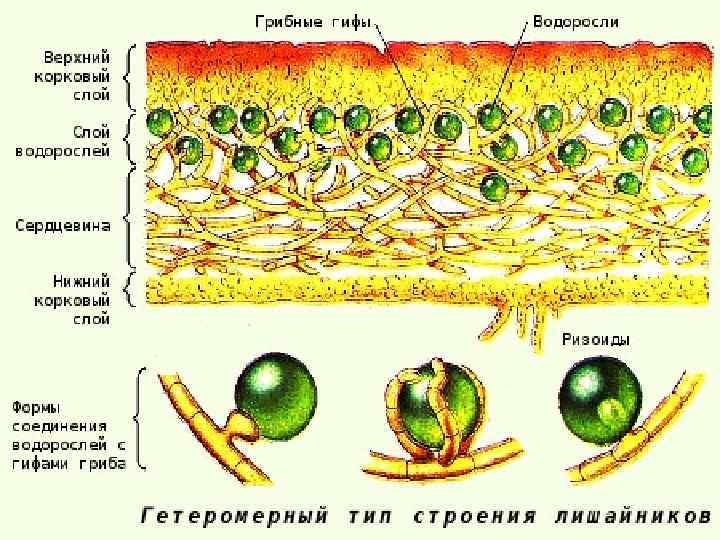Грибница гриба Водоросли могут быть одноклеточные Грибы, входящие в состав лишайников, отдельно не встречаются.