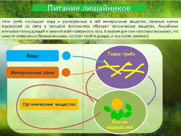 Питание лишайников Нити гриба поглощают воду и растворенные в ней минеральные вещества. Зеленые клетки