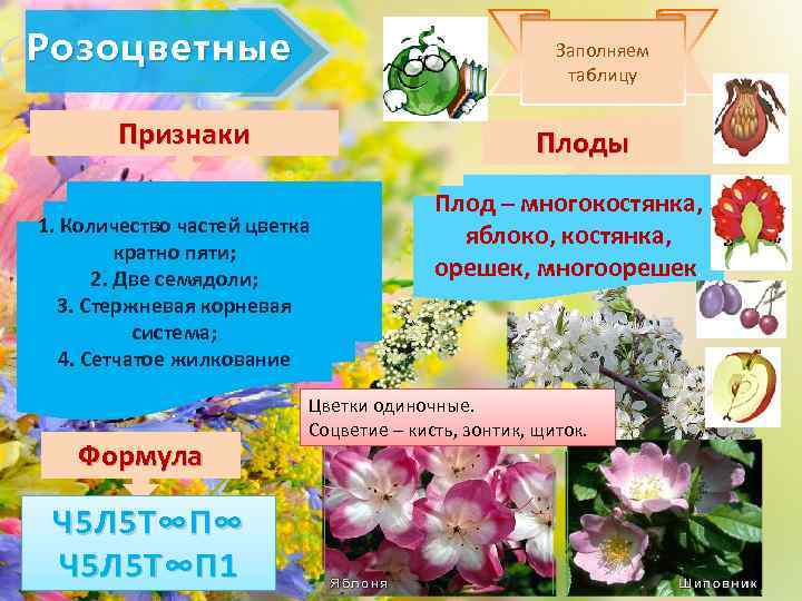 Признаки розоцветных