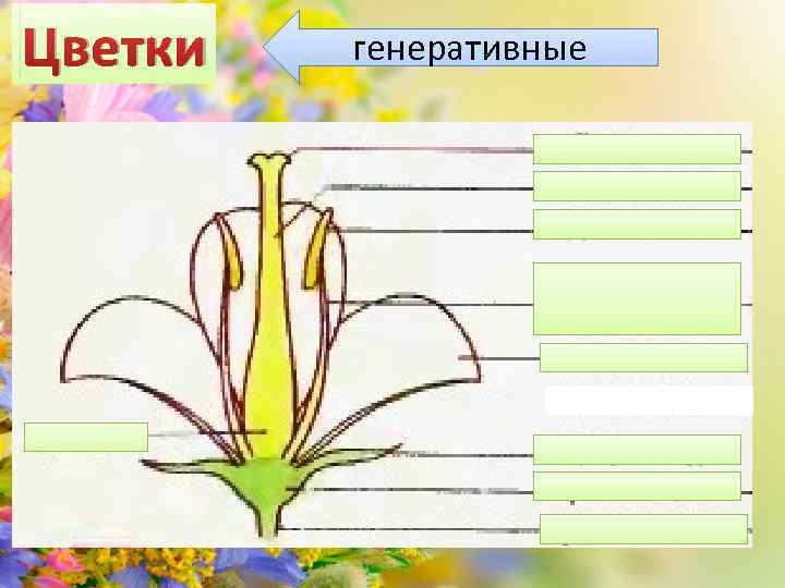 Отделы семенных растений