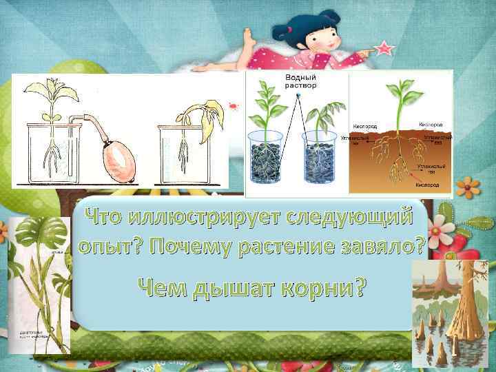 Что иллюстрирует следующий опыт? Почему растение завяло? Чем дышат корни? 