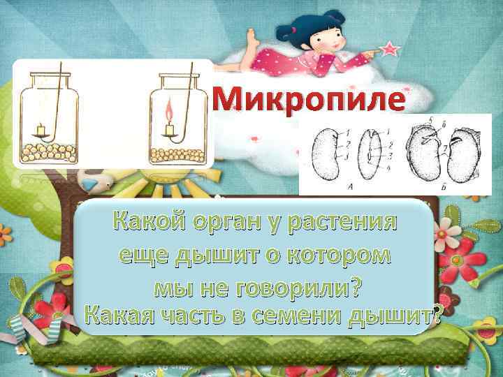 Микропиле Какой орган у растения еще дышит о котором мы не говорили? Какая часть