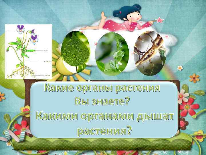 Какие органы растения Вы знаете? Какими органами дышат растения? 